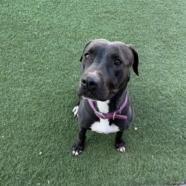 Enlarge EUDORA, a Adoptable Mixed Breed in Dallas, TX image 1/1