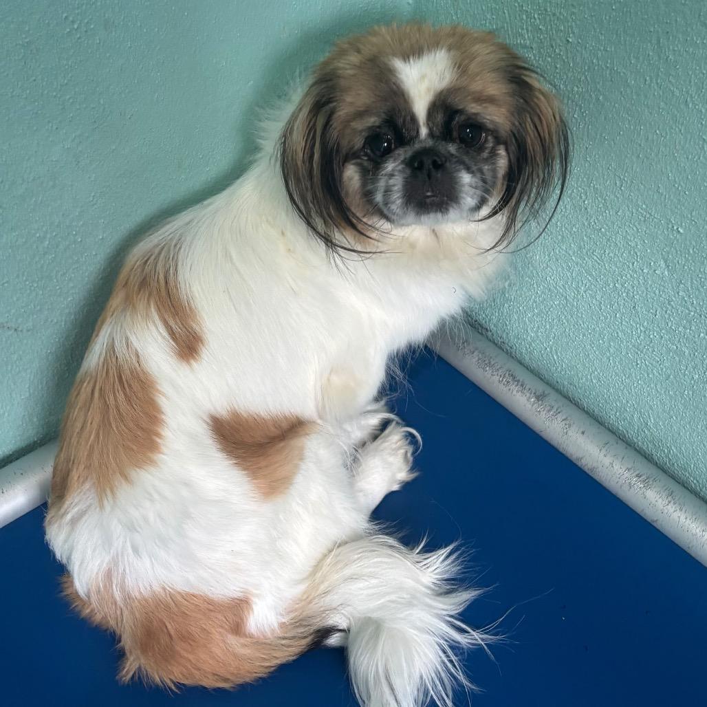 Kelly 0472, Adoptable, Adult Female Pekingese & None.