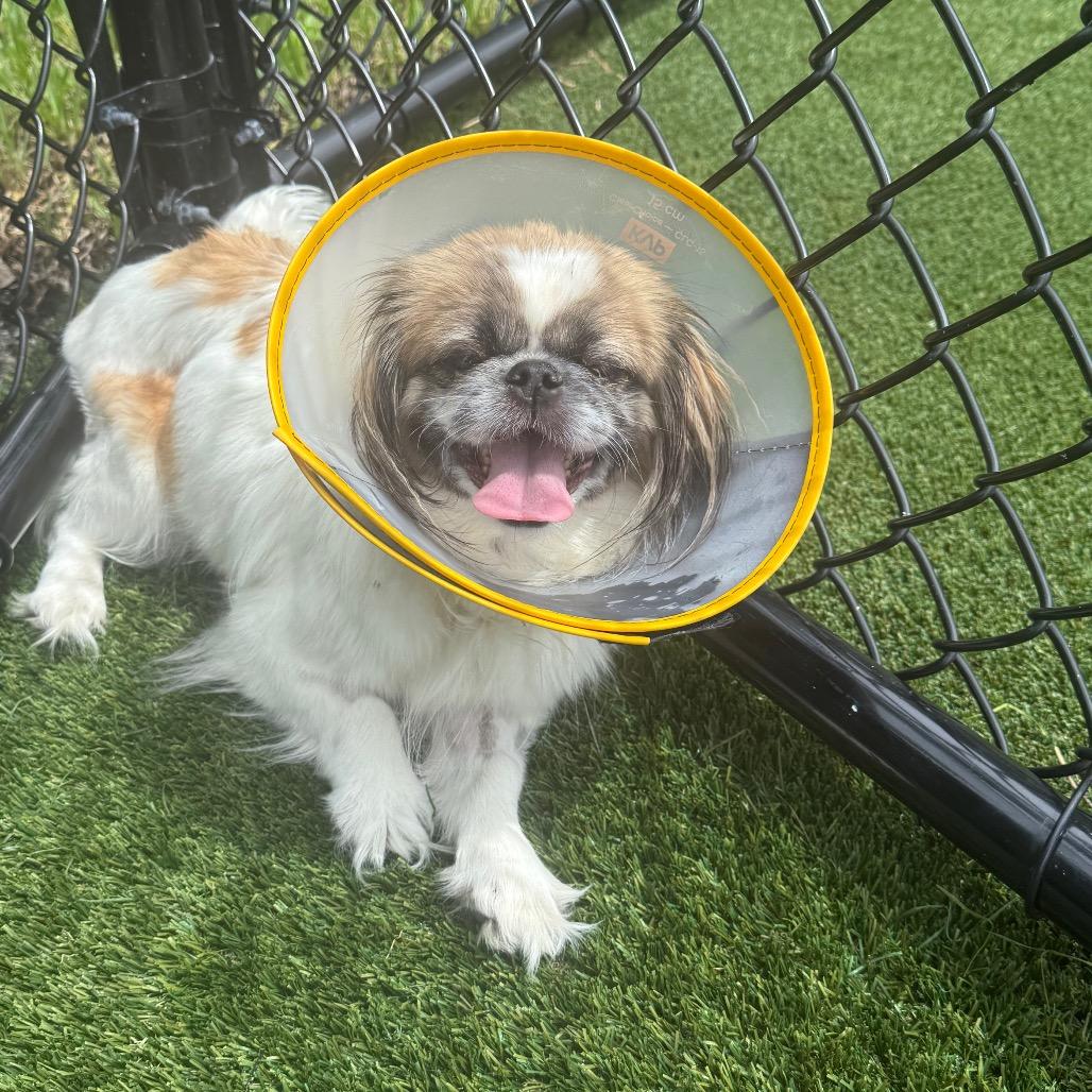 Enlarge Kelly 0472, a Adoptable Pekingese in LOXAHATCHEE, FL image 2/2