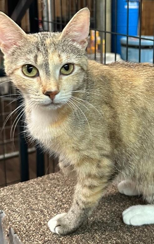 Enlarge Bailey, a Adoptable Domestic Short Hair in Union, WV image 1/1