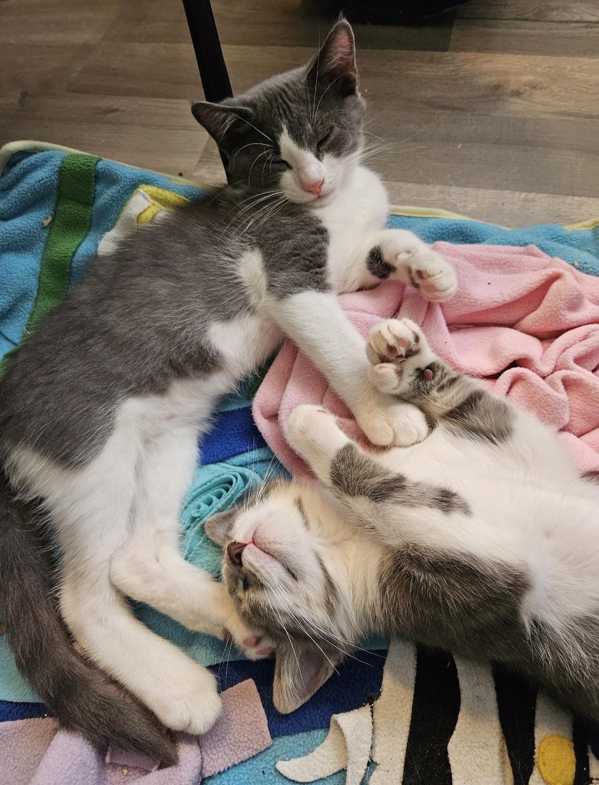 Enlarge Rocky & Apollo, a Adoptable Domestic Short Hair in Beltsville, MD image 5/6