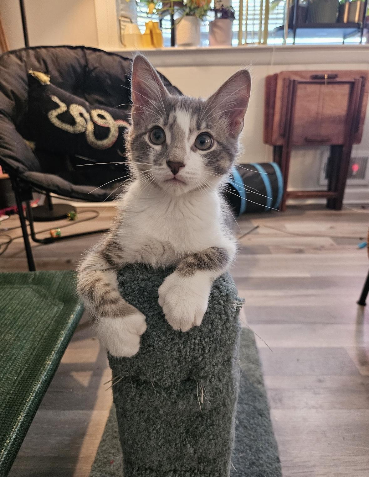 Enlarge Rocky & Apollo, a Adoptable Domestic Short Hair in Beltsville, MD image 4/6