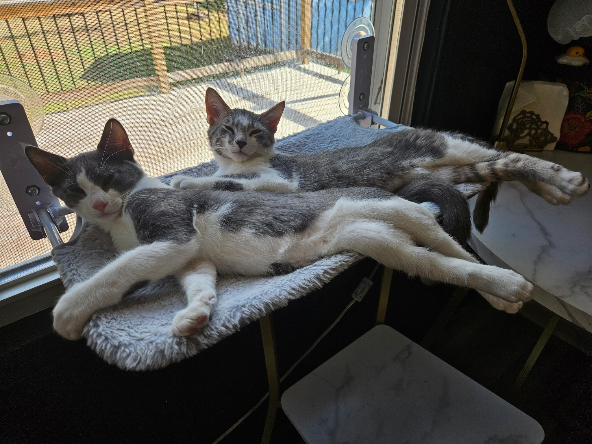 Rocky & Apollo, Adoptable, Kitten Male Domestic Short Hair.