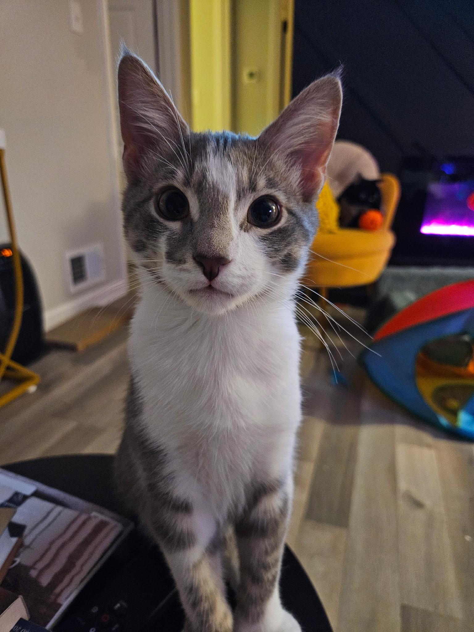 Enlarge Rocky & Apollo, a Adoptable Domestic Short Hair in Beltsville, MD image 2/6