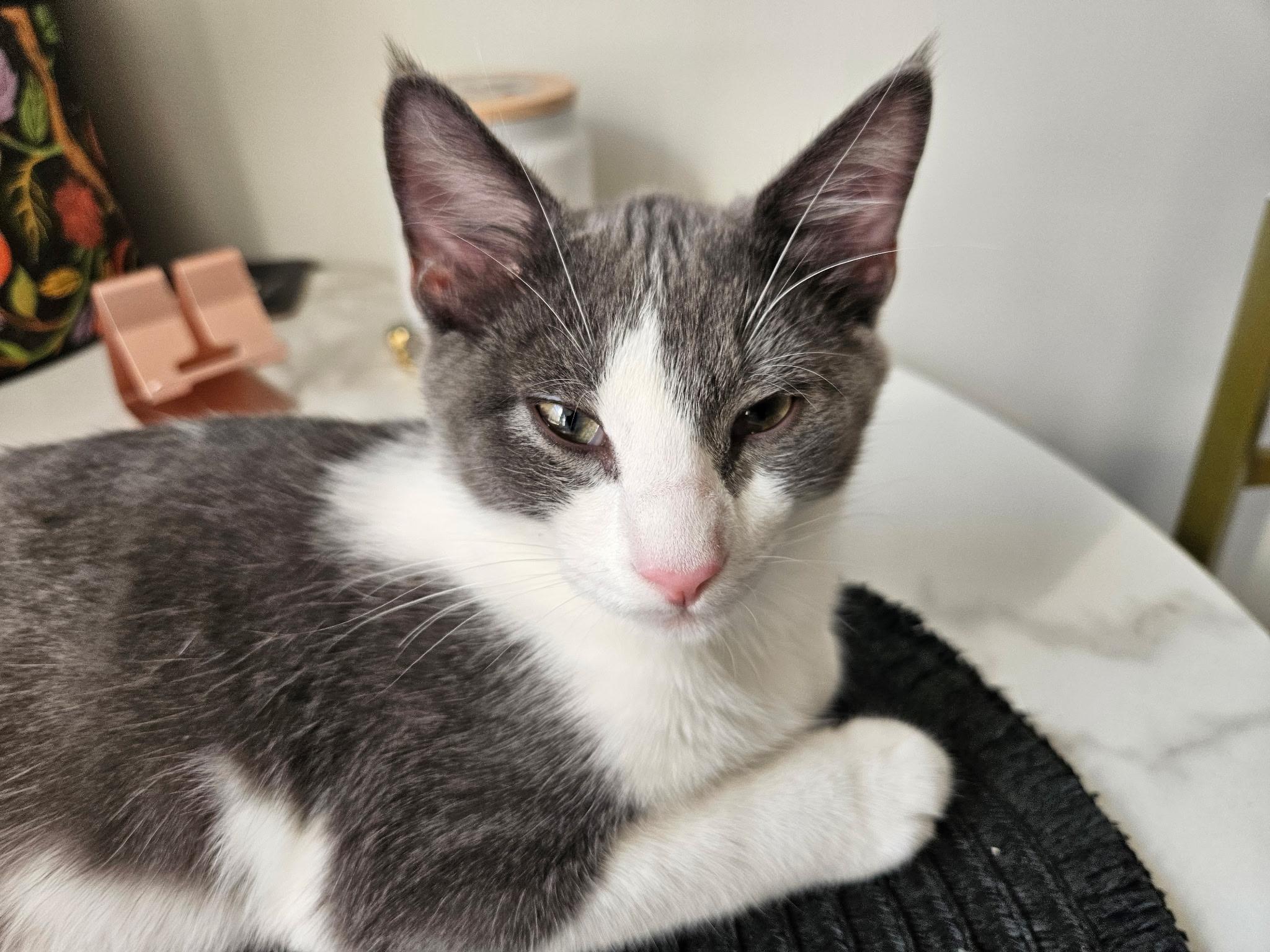 Enlarge Rocky & Apollo, a Adoptable Domestic Short Hair in Beltsville, MD image 3/6