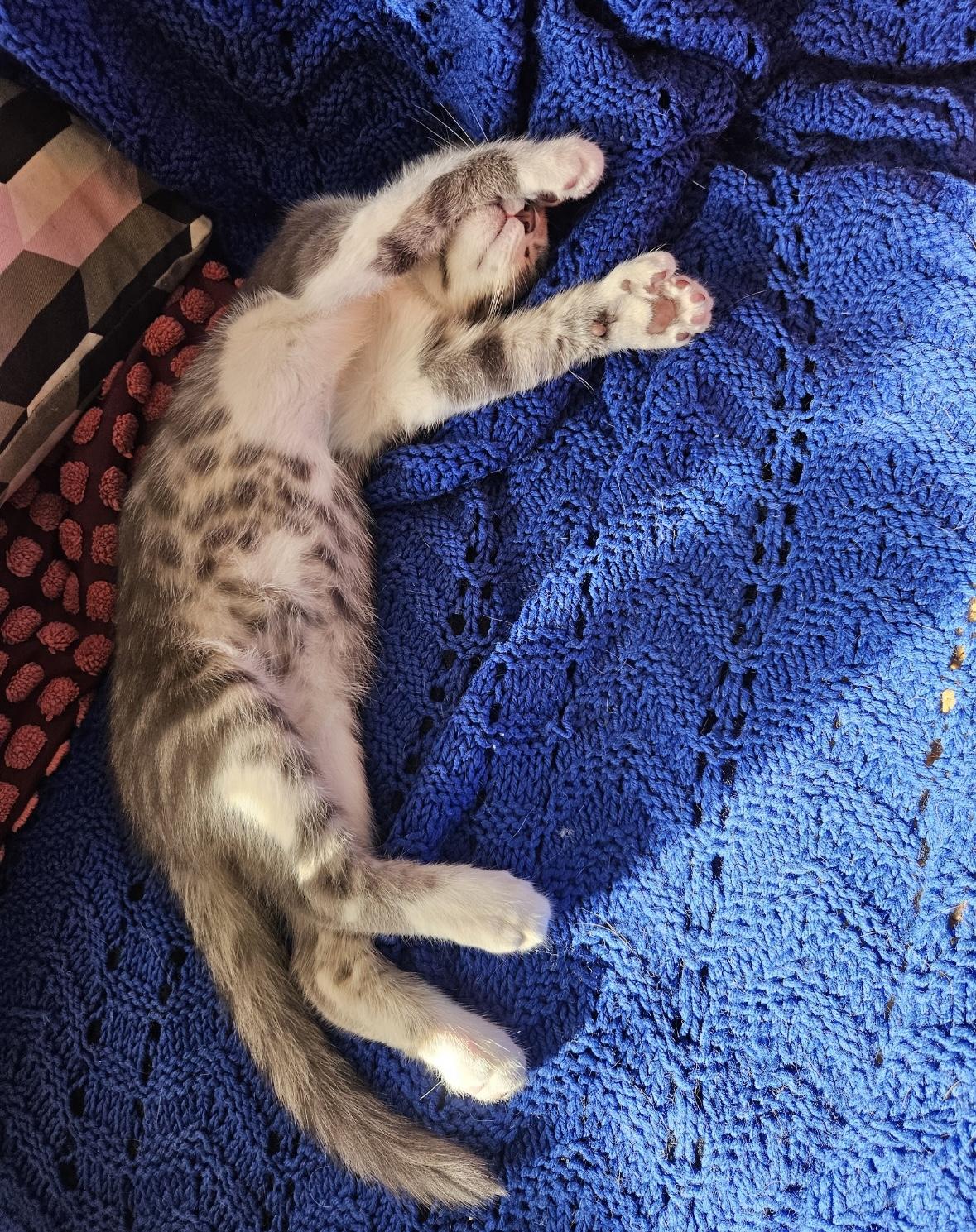 Enlarge Rocky & Apollo, a Adoptable Domestic Short Hair in Beltsville, MD image 6/6