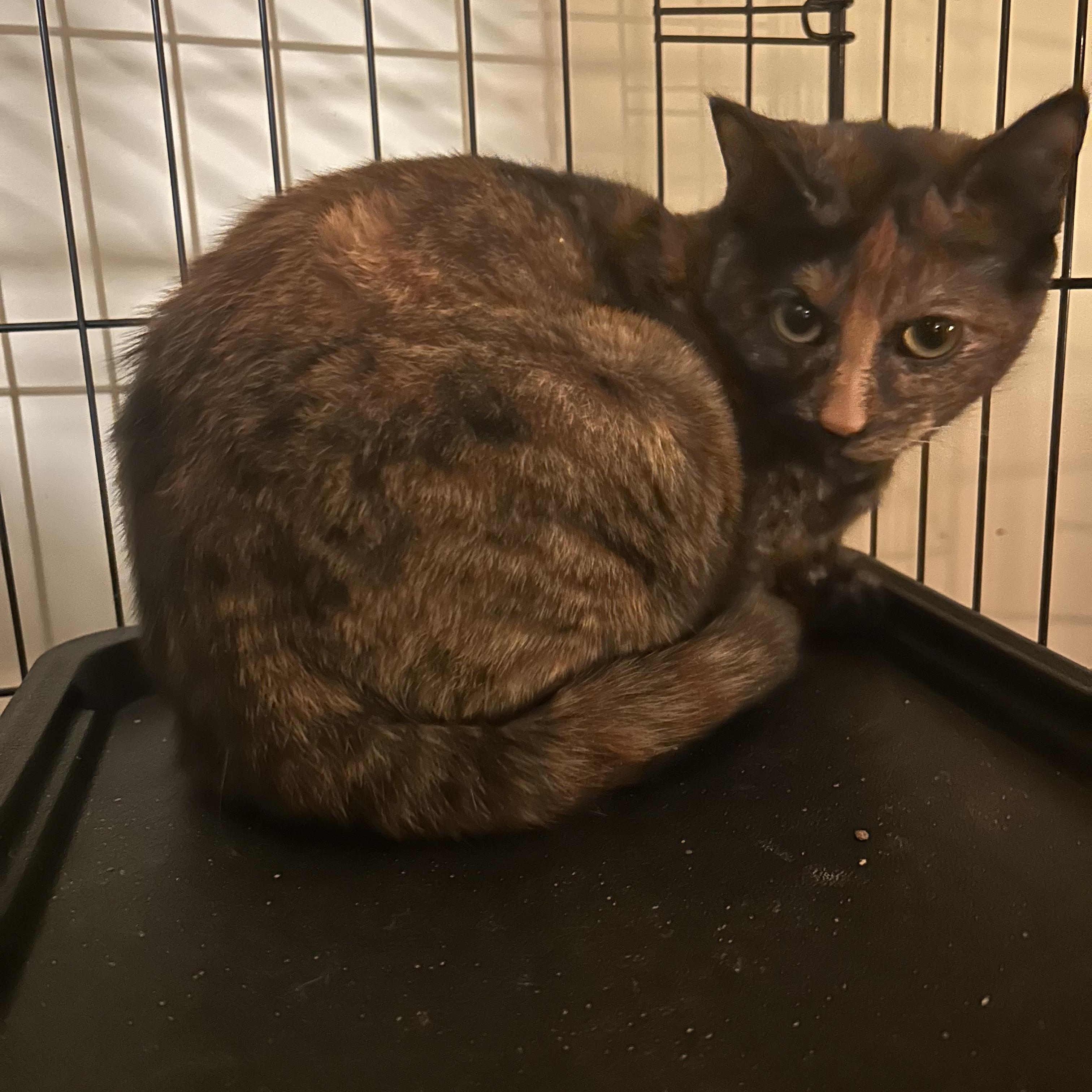 PECAN & APPLE, a Adoptable Domestic Short Hair in Manchester, NH image 5/6