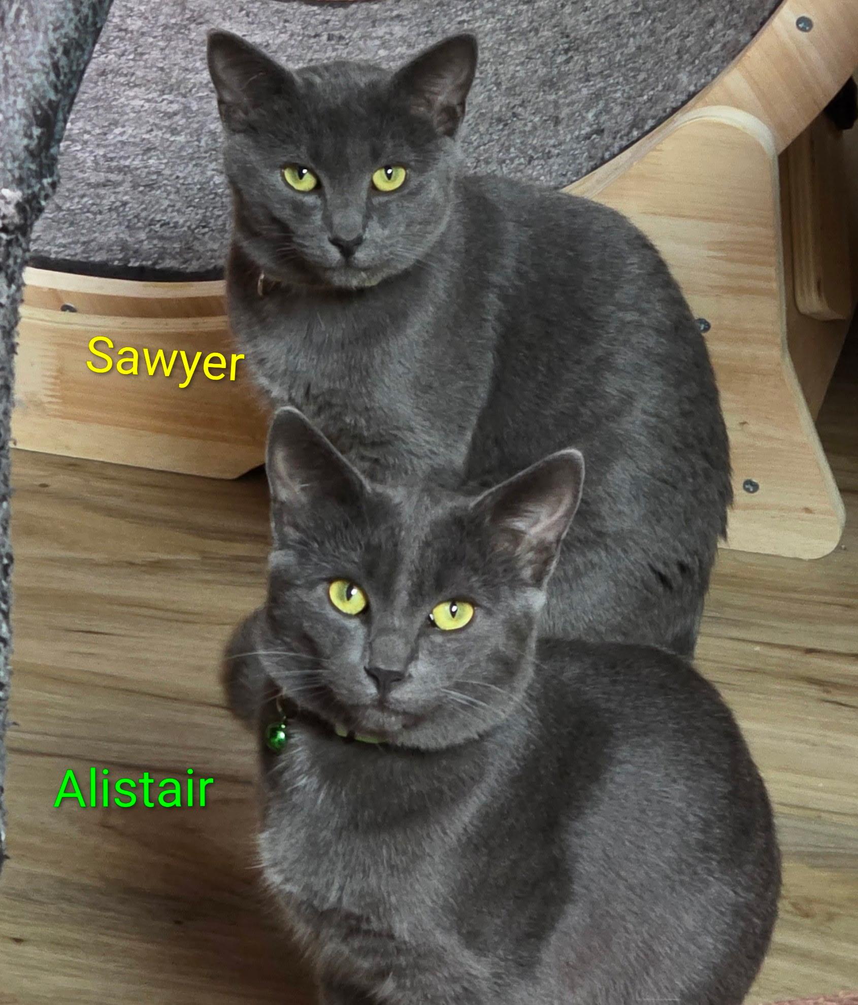 Enlarge Alistair, a Adoptable Domestic Short Hair in Faribault, MN image 1/3