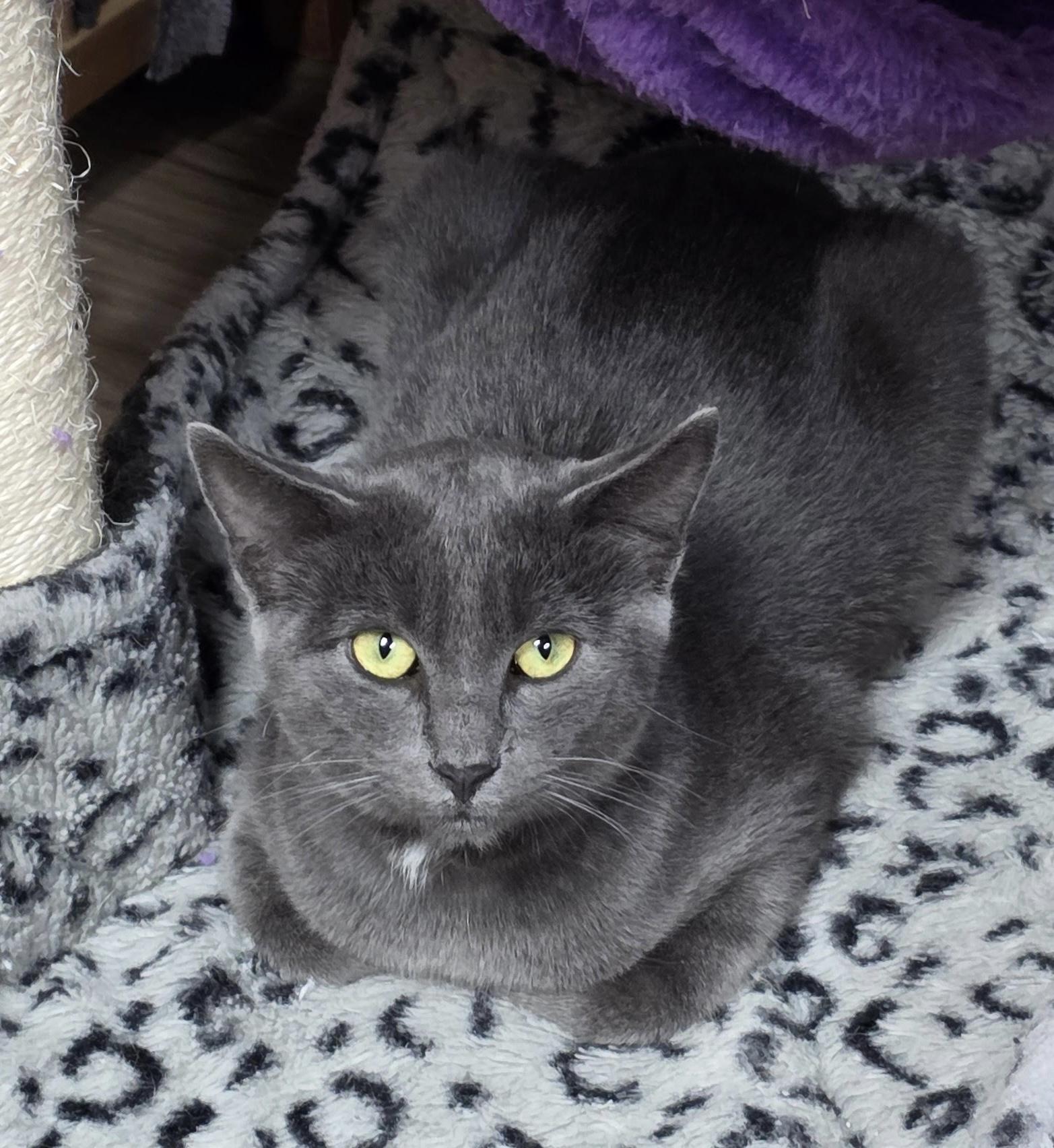 Enlarge Alistair, a Adoptable Domestic Short Hair in Faribault, MN image 2/3