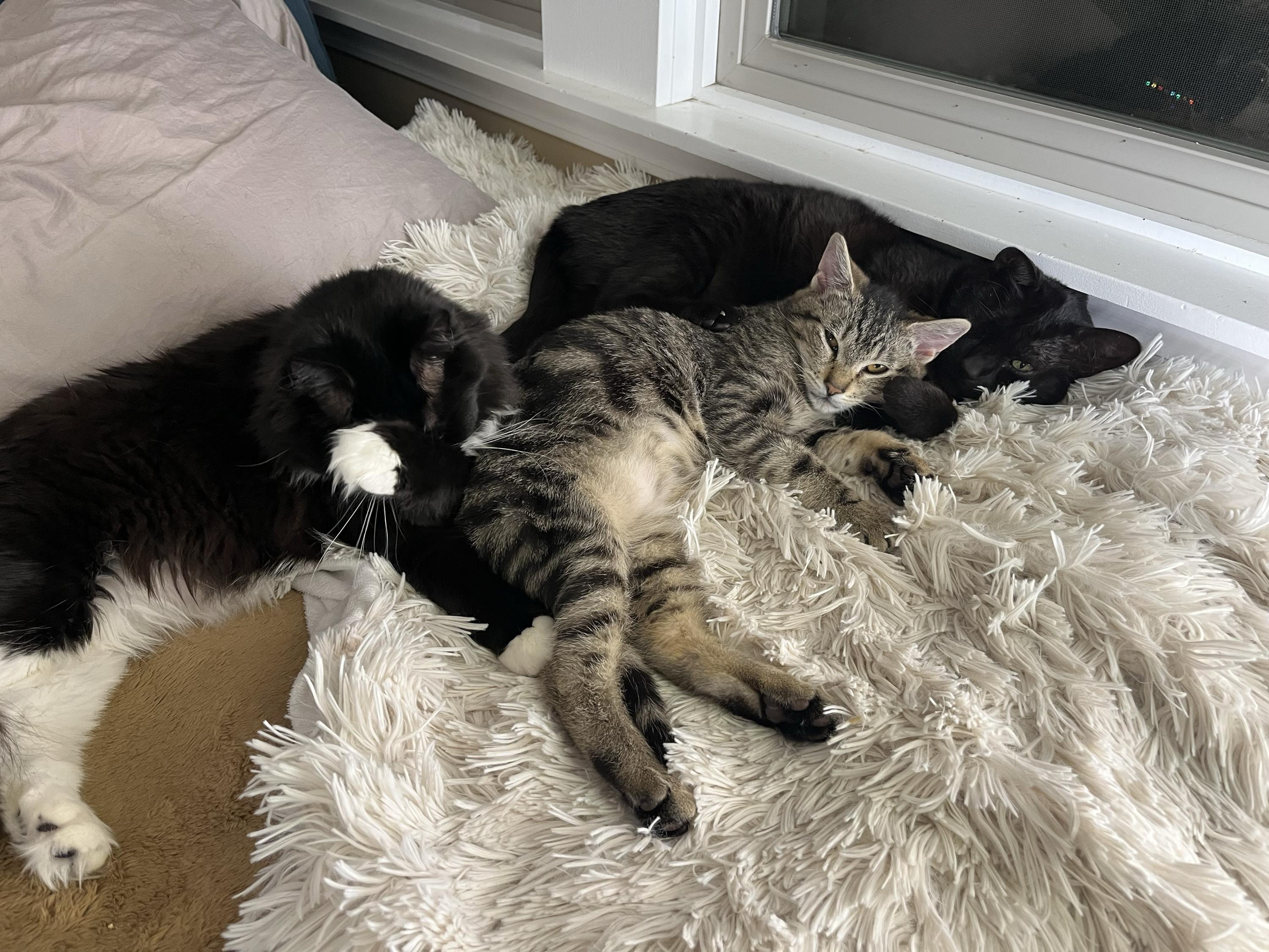 Russet, a ADOPTABLE Domestic Short Hair in Seattle, WA image 2/3