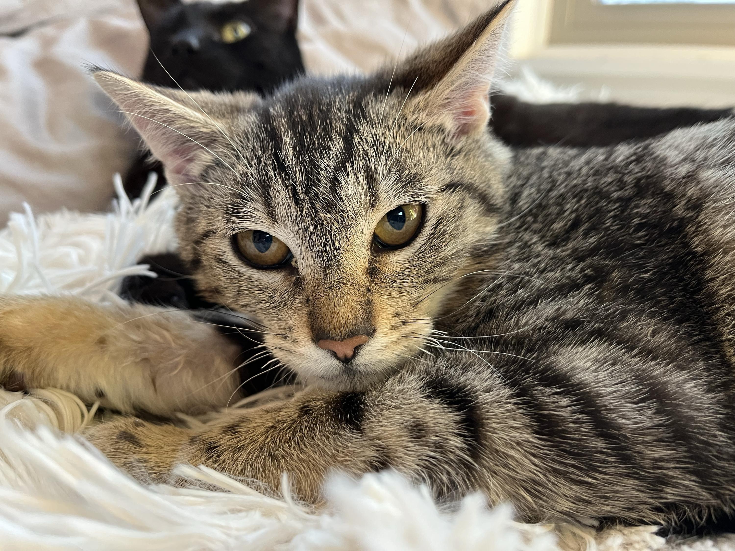 Russet, ADOPTABLE, Kitten Female Domestic Short Hair.