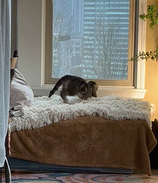 Enlarge Russet, a ADOPTABLE Domestic Short Hair in Seattle, WA video 3/3