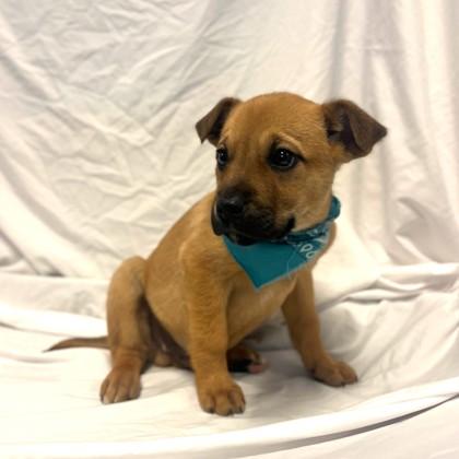 Enlarge Yogi, a Adoptable mixed breed in Columbus, OH image 1/1