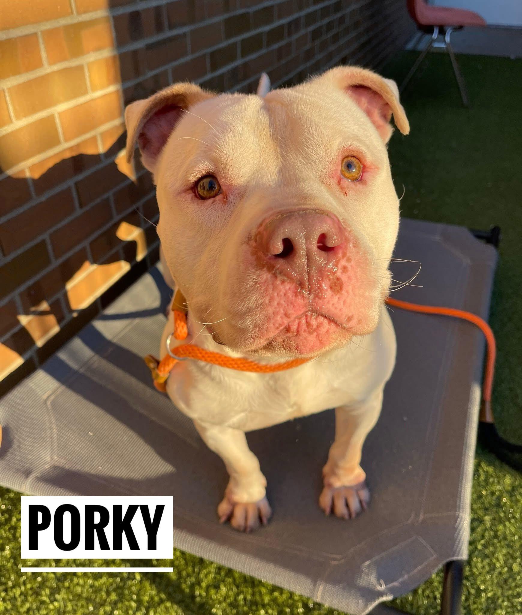 Porky