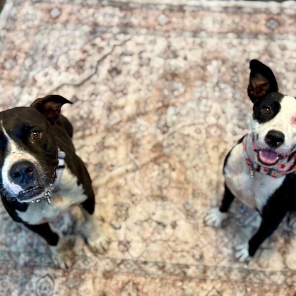 Zara Ann is your new best friend — thumbnail 3