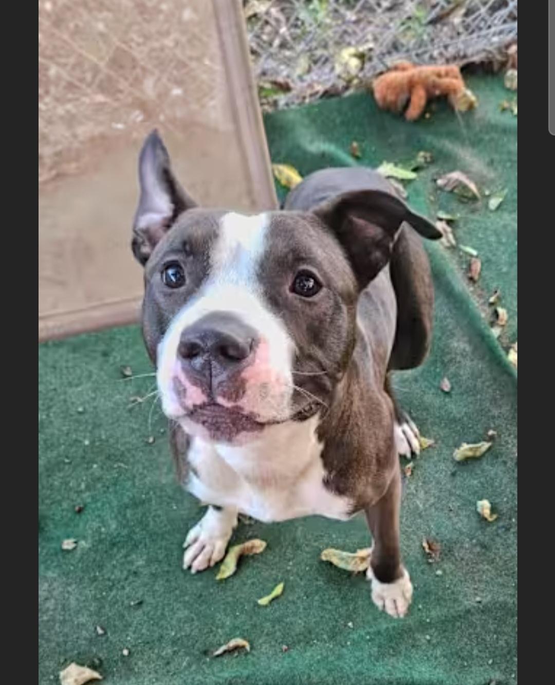 Enlarge Humphrey, a Adoptable mixed breed in phenix city, AL image 1/2