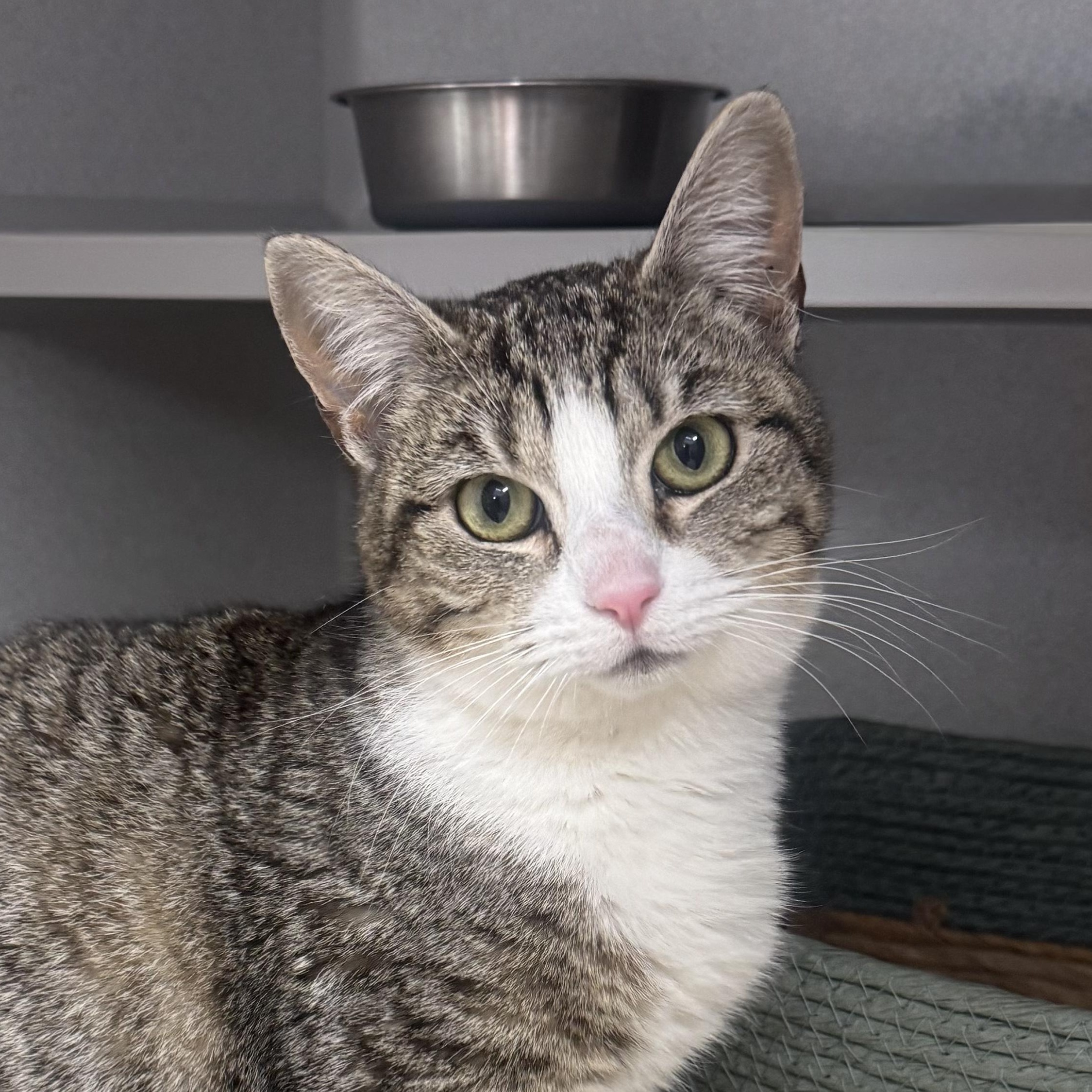 *Venus, ADOPTABLE, Young Female Tabby & Domestic Short Hair.