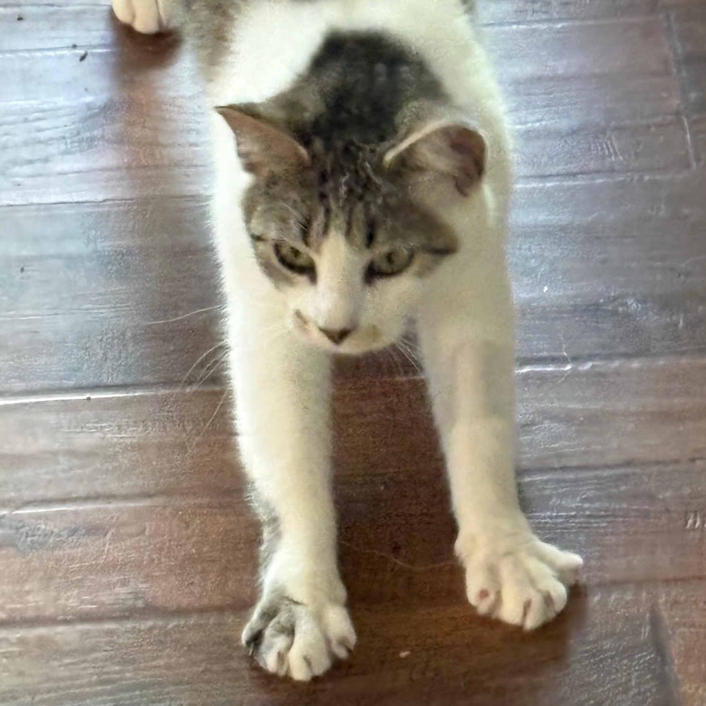 Enlarge Arlette, an adopted Domestic Short Hair in Beaufort, SC image 3/5