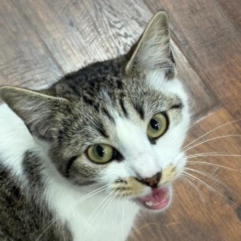 Enlarge Arlette, a Adoptable Domestic Short Hair in Beaufort, SC image 1/4