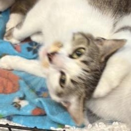 Enlarge Arlette, a Adoptable Domestic Short Hair in Beaufort, SC image 3/4