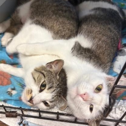 Enlarge Arlette, a Adoptable Domestic Short Hair in Beaufort, SC image 4/4