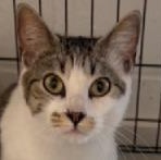 Arlette, Adoptable, Kitten Female Domestic Short Hair.