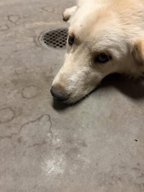 Enlarge Rex, a Adoptable mixed breed in Loveland, CO image 6/6