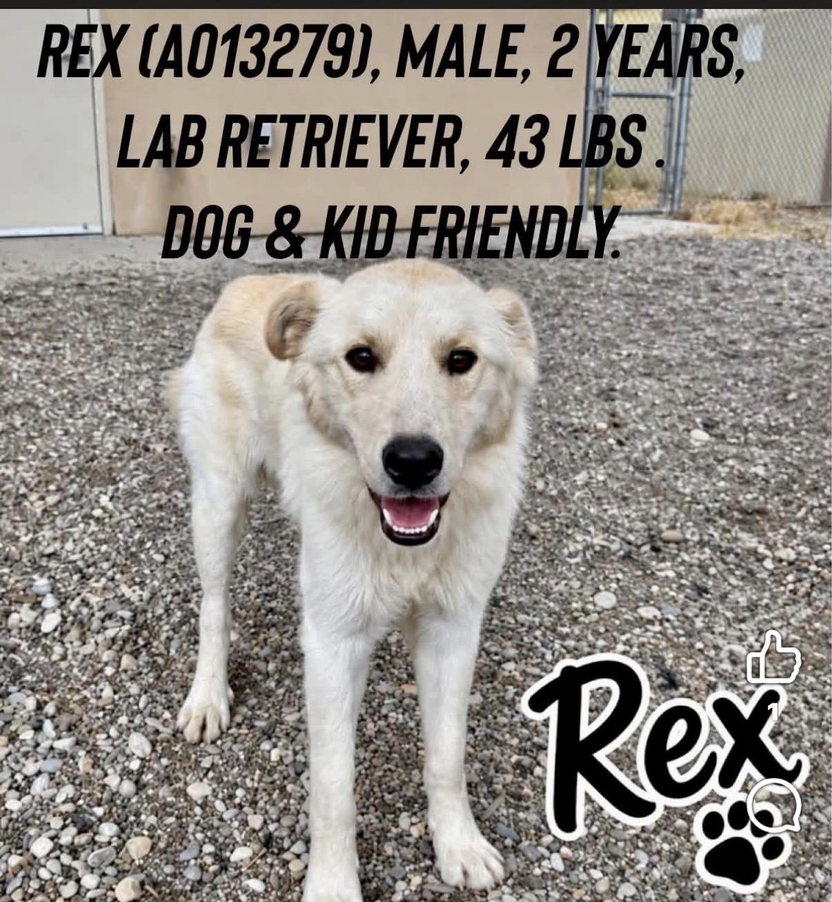 Enlarge Rex, a Adoptable mixed breed in Loveland, CO image 1/6