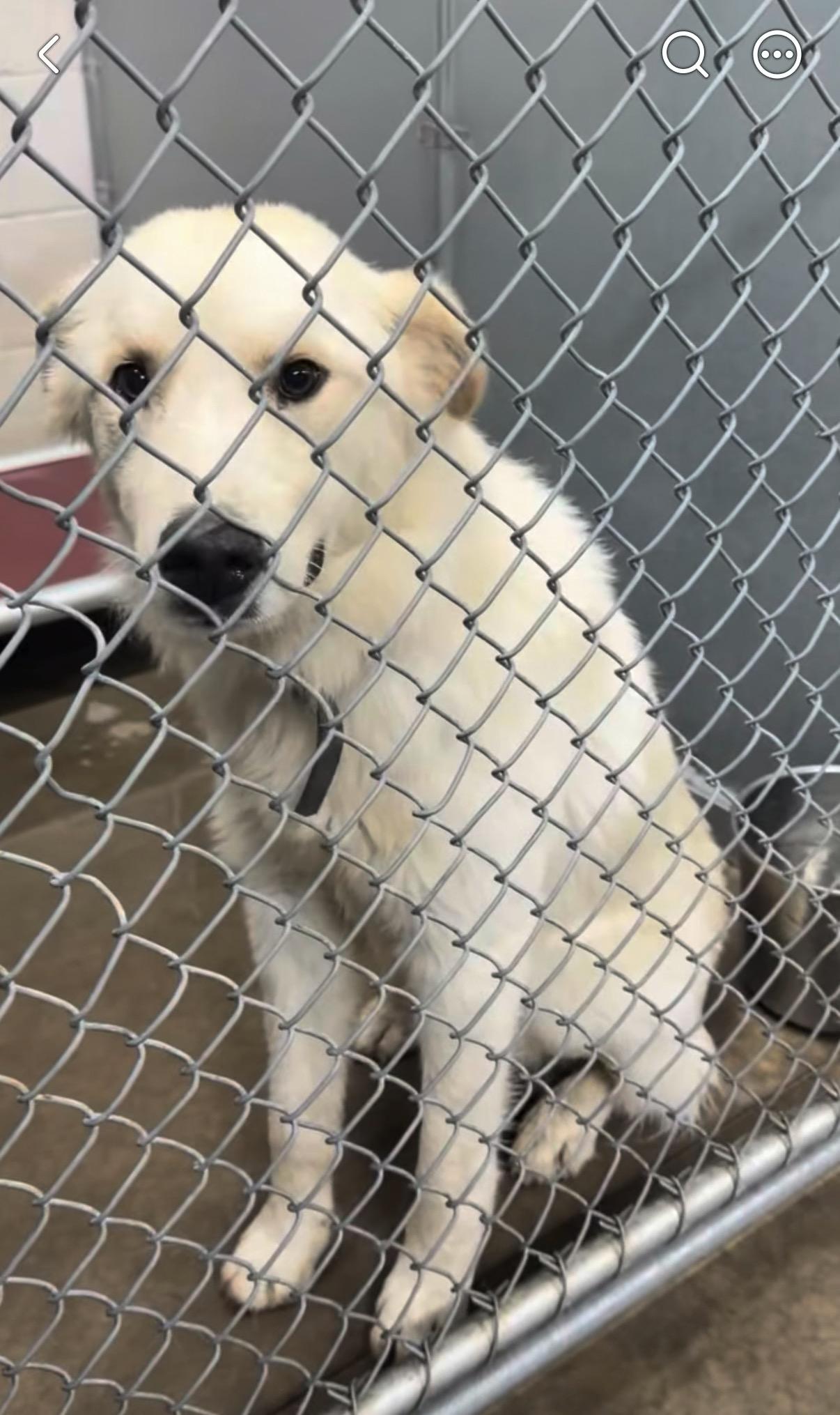Enlarge Rex, a Adoptable mixed breed in Loveland, CO image 3/6