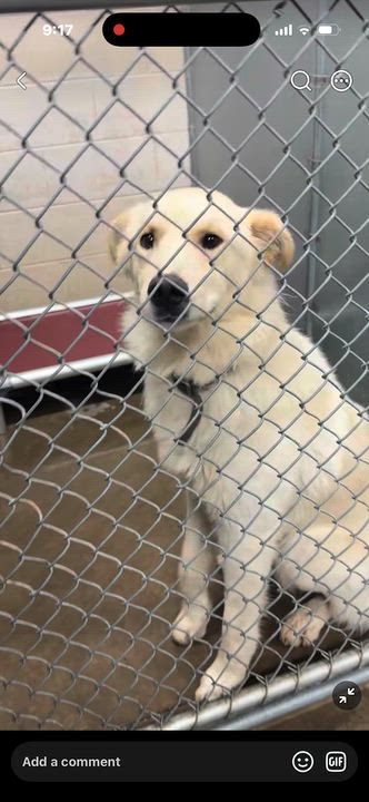 Enlarge Rex, a Adoptable mixed breed in Loveland, CO video 4/6