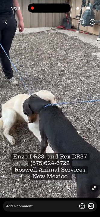 Enlarge Rex, a Adoptable mixed breed in Loveland, CO video 5/6