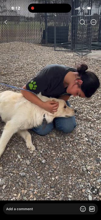 Enlarge Rex, a Adoptable mixed breed in Loveland, CO video 2/6