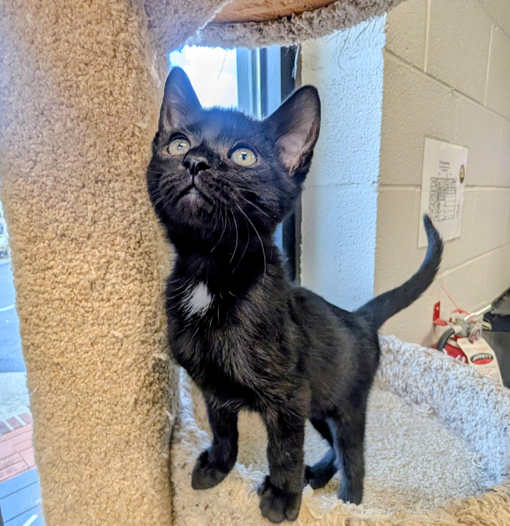 Gengar, adopted, Young Male American Shorthair.