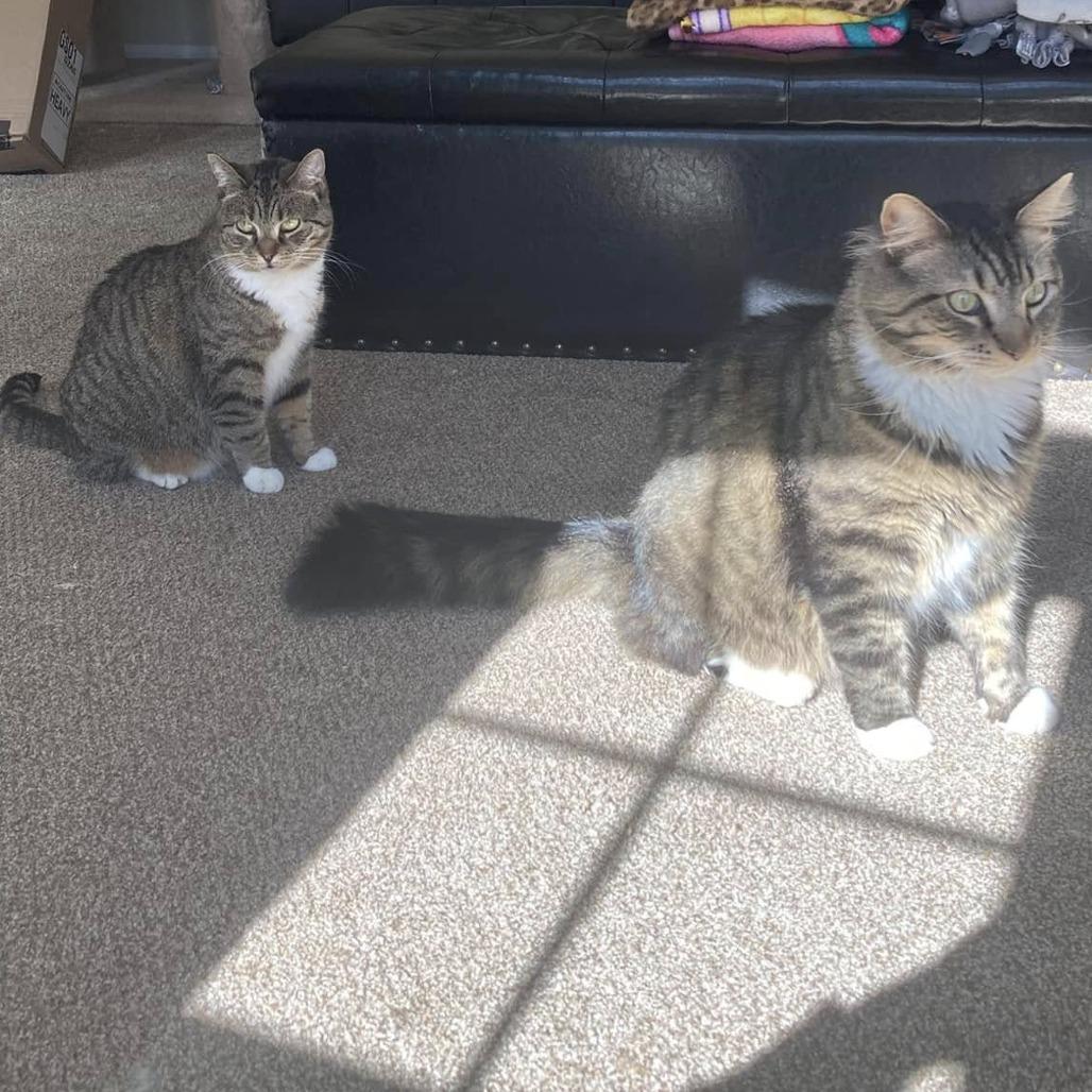 Sky Captain, Adoptable, Adult Female Domestic Short Hair.