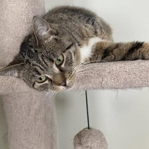 Sky Captain, Adoptable, Adult Female Domestic Short Hair.