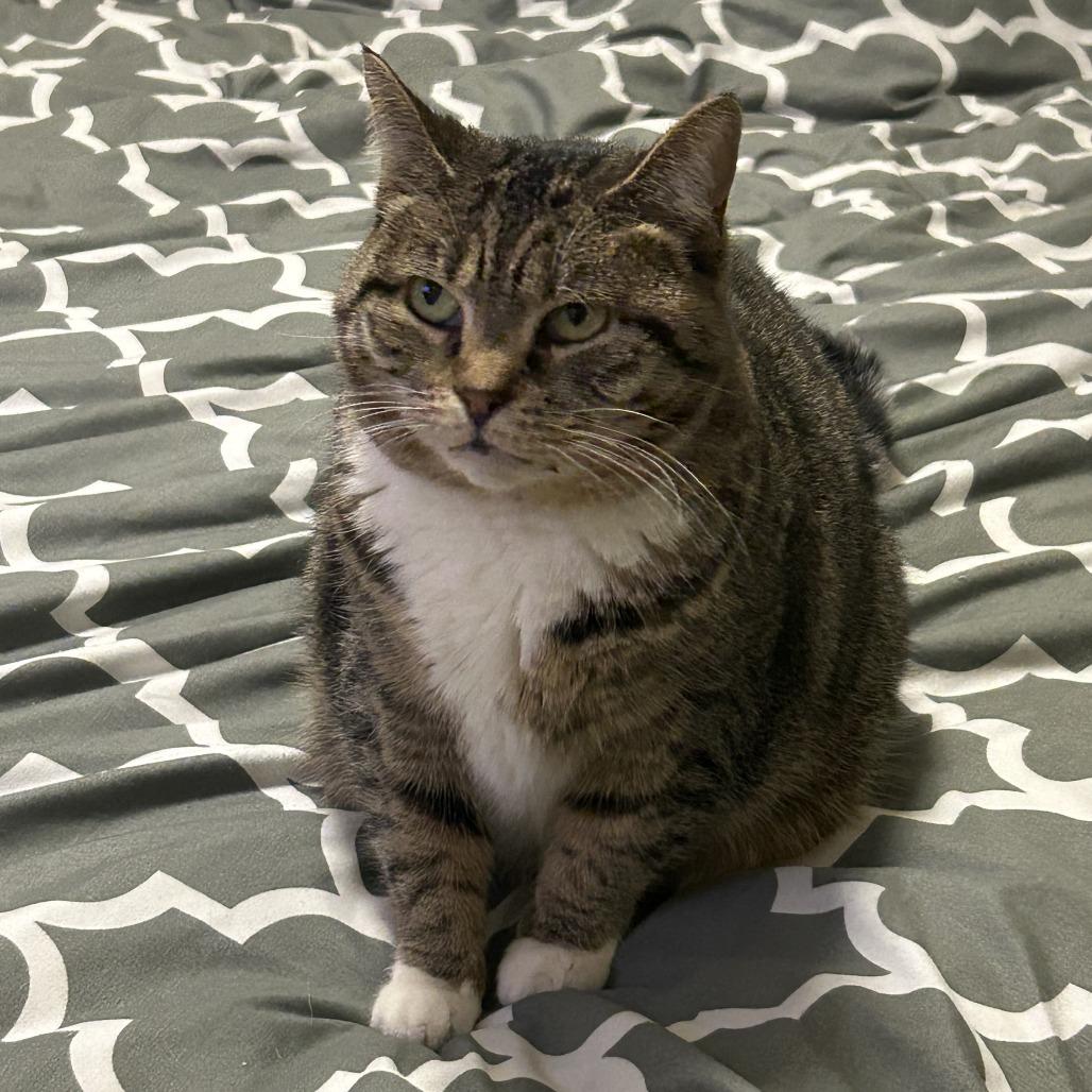 Sky Captain, a Adoptable Domestic Short Hair in Fairfax Station, VA image 3/6