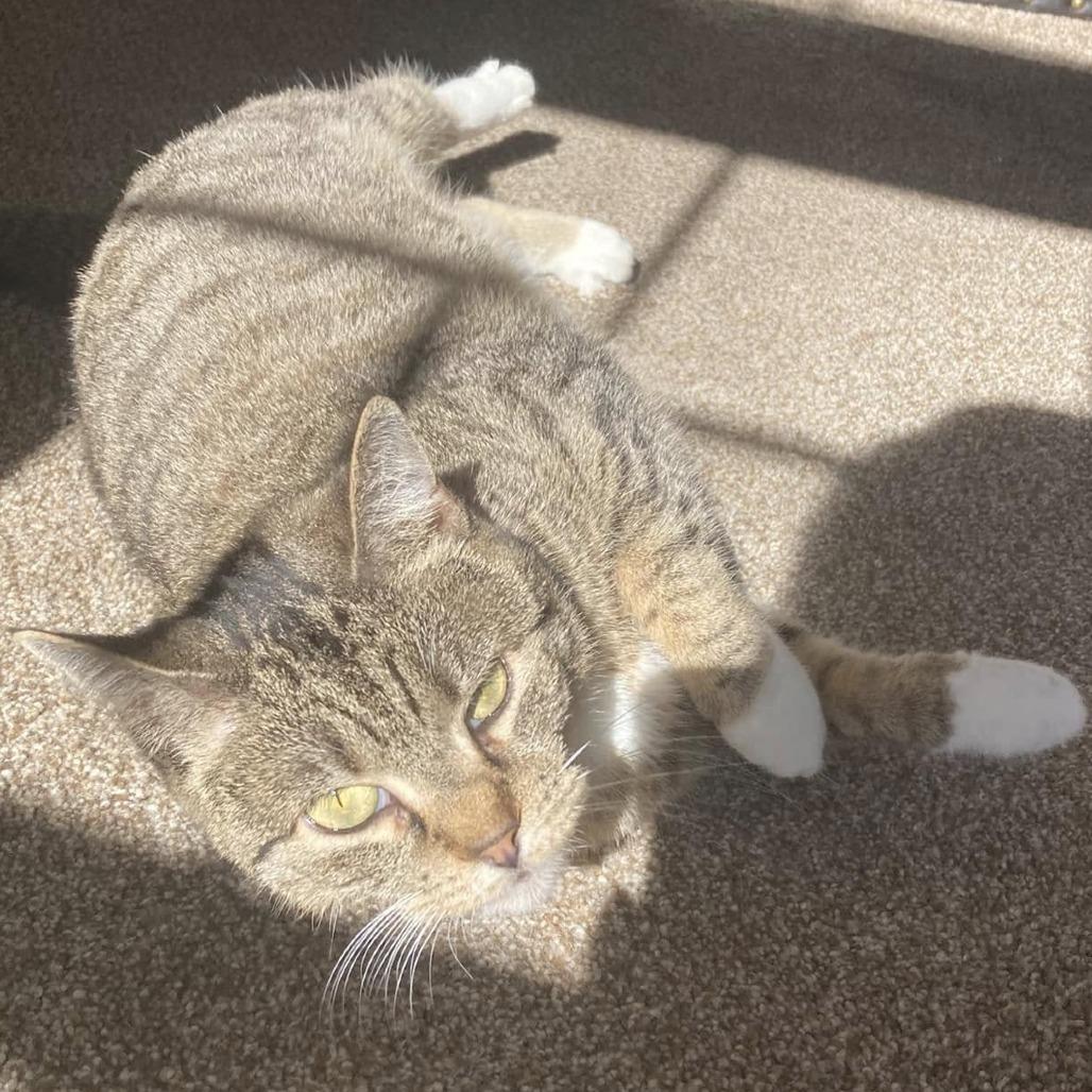 Sky Captain, a Adoptable Domestic Short Hair in Fairfax Station, VA image 4/6