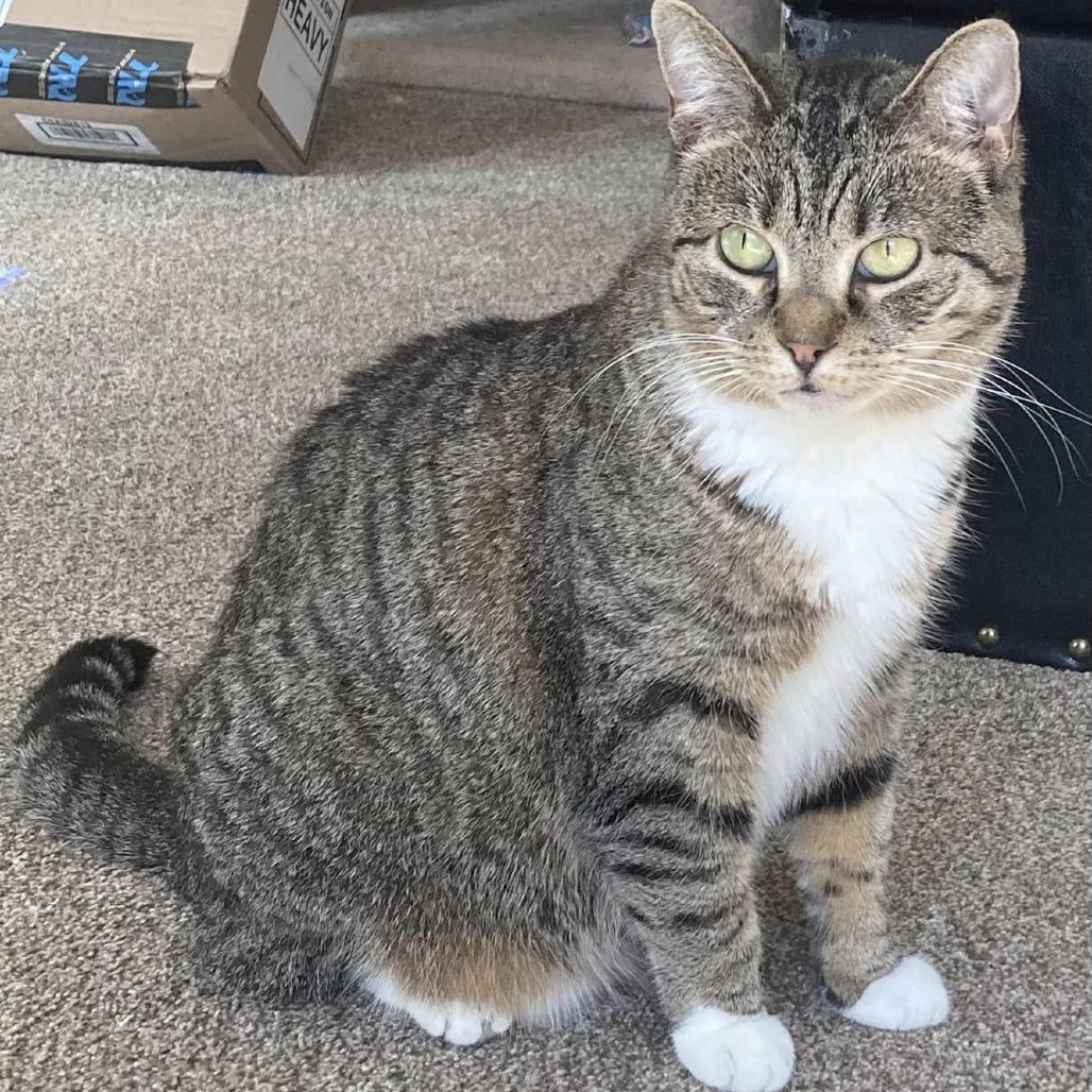 Sky Captain, a Adoptable Domestic Short Hair in Fairfax Station, VA image 5/6