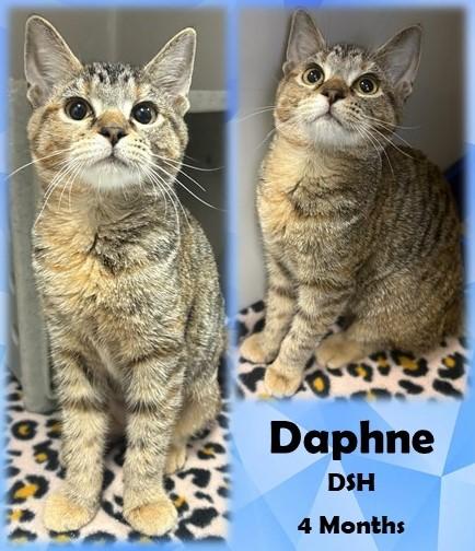 Daphne