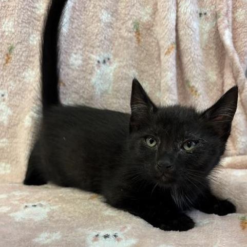 Enlarge Cole, a Adoptable Domestic Short Hair in Hawthorne, CA image 1/1