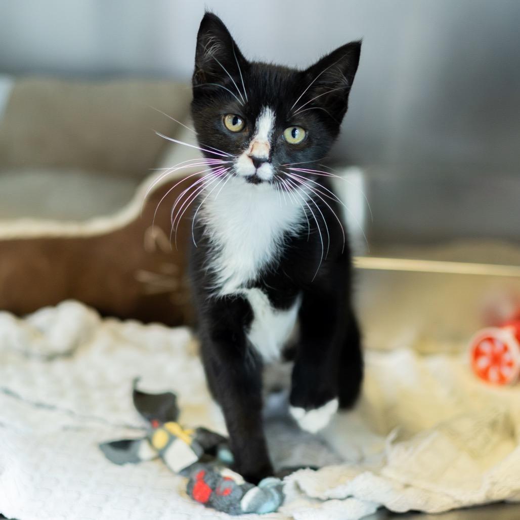 Tuxie, Adoptable, Kitten Male Domestic Short Hair.