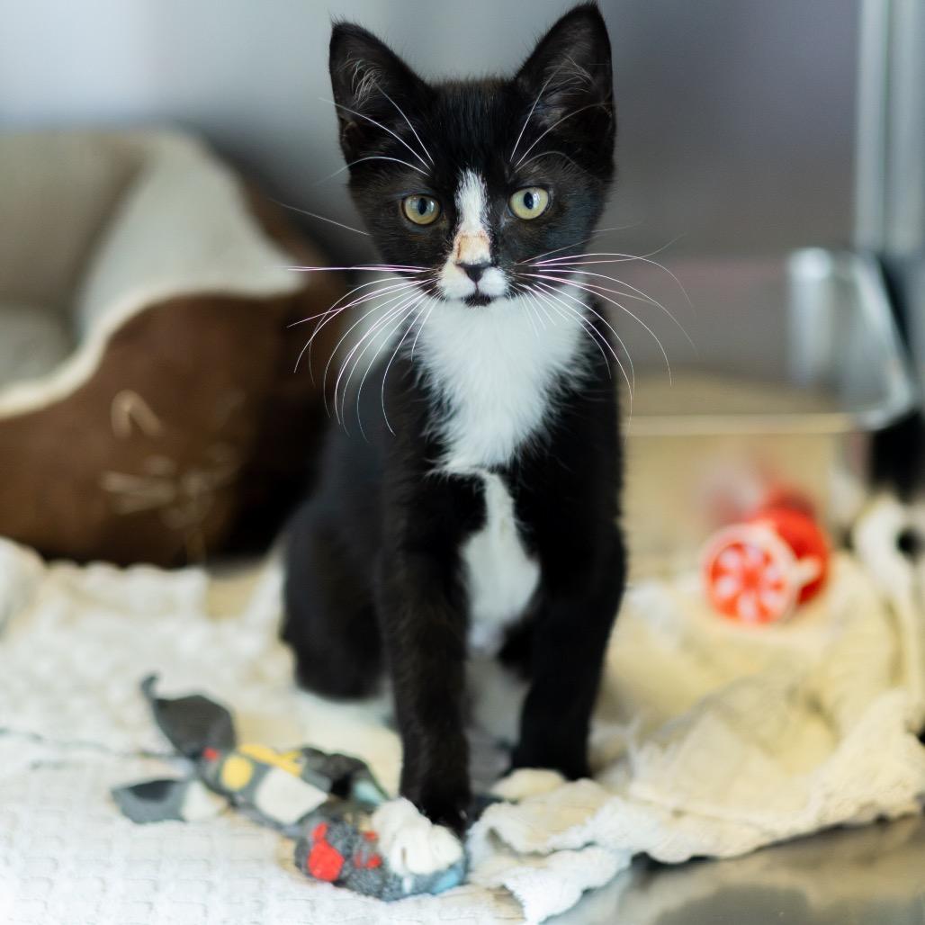 Enlarge Tuxie, a Adoptable Domestic Short Hair in Wilmington, DE image 2/6