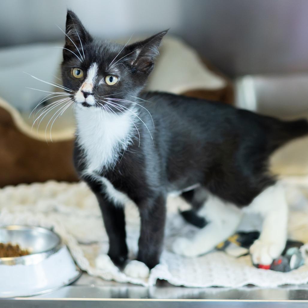 Enlarge Tuxie, a Adoptable Domestic Short Hair in Wilmington, DE image 3/6