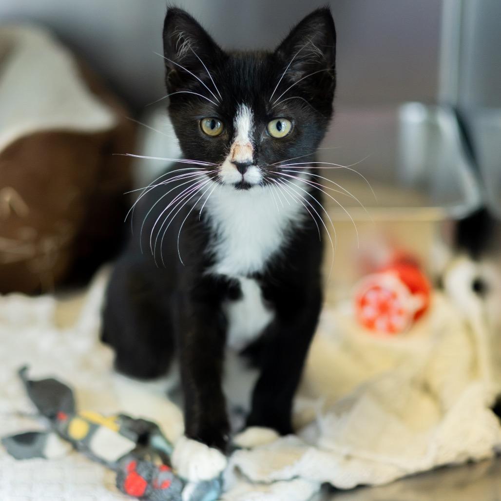 Enlarge Tuxie, a Adoptable Domestic Short Hair in Wilmington, DE image 4/6