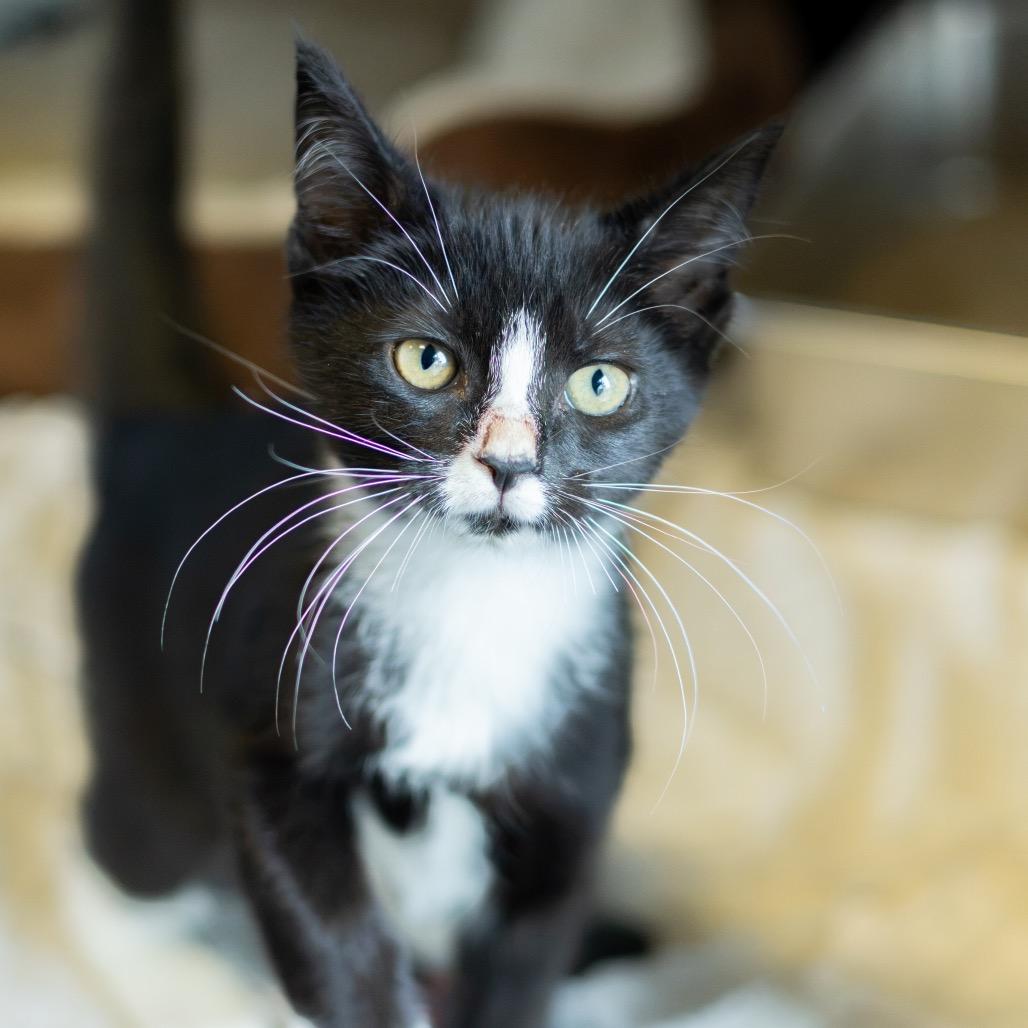 Enlarge Tuxie, a Adoptable Domestic Short Hair in Wilmington, DE image 5/6