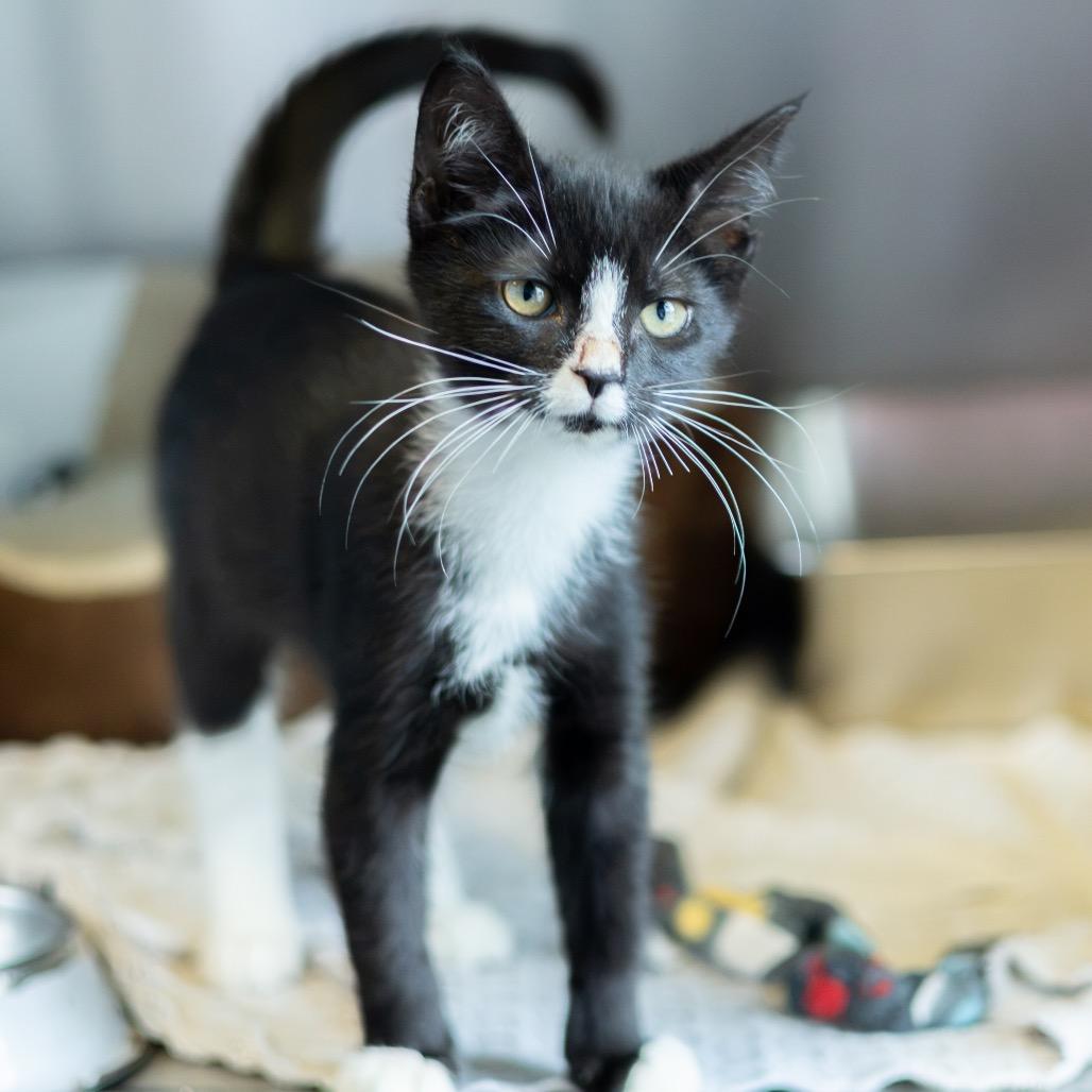 Enlarge Tuxie, a Adoptable Domestic Short Hair in Wilmington, DE image 6/6