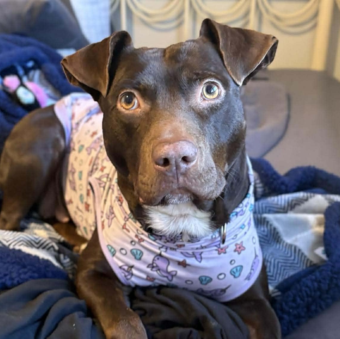 Brandy-fostered in North Carolina