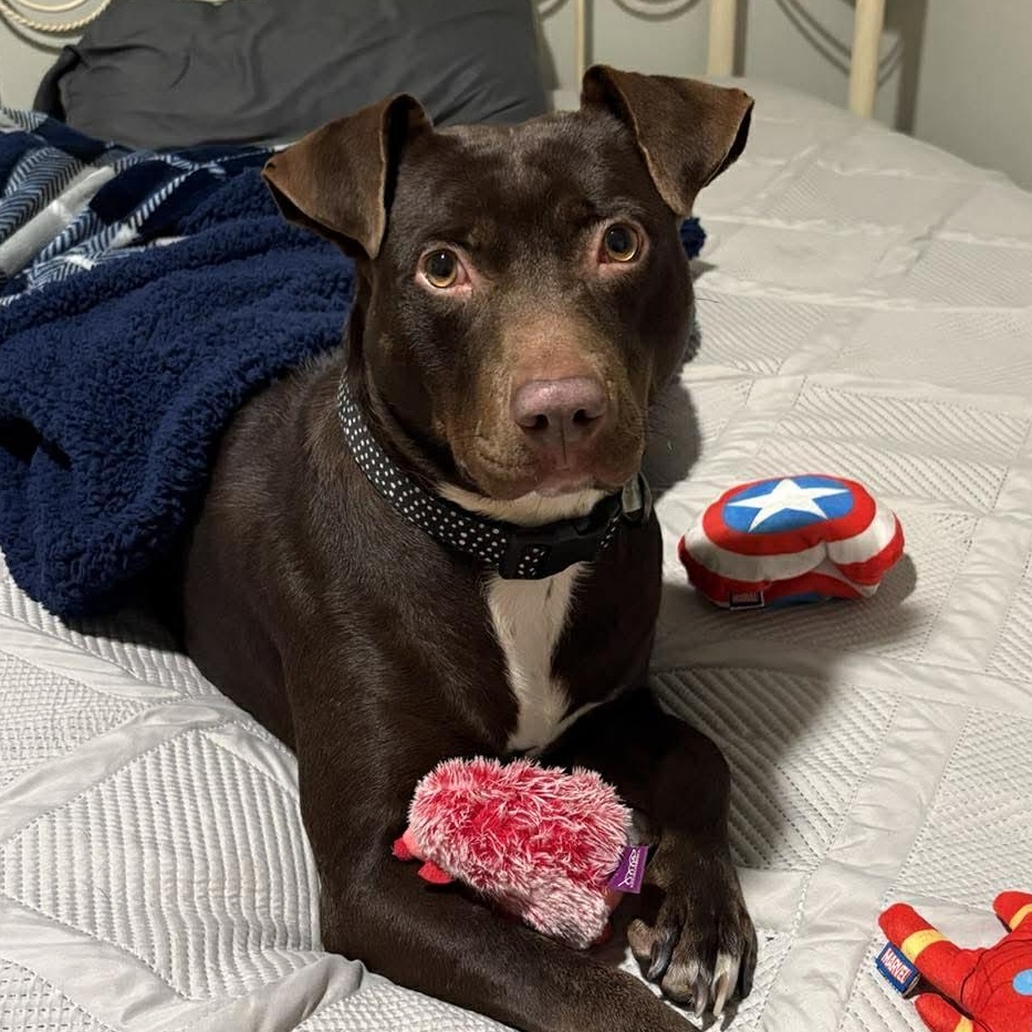 Brandy-fostered in North Carolina — thumbnail 3