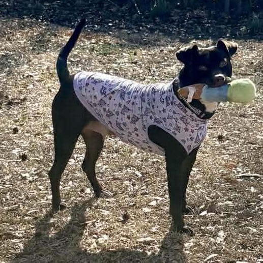 Brandy-fostered in North Carolina — thumbnail 4