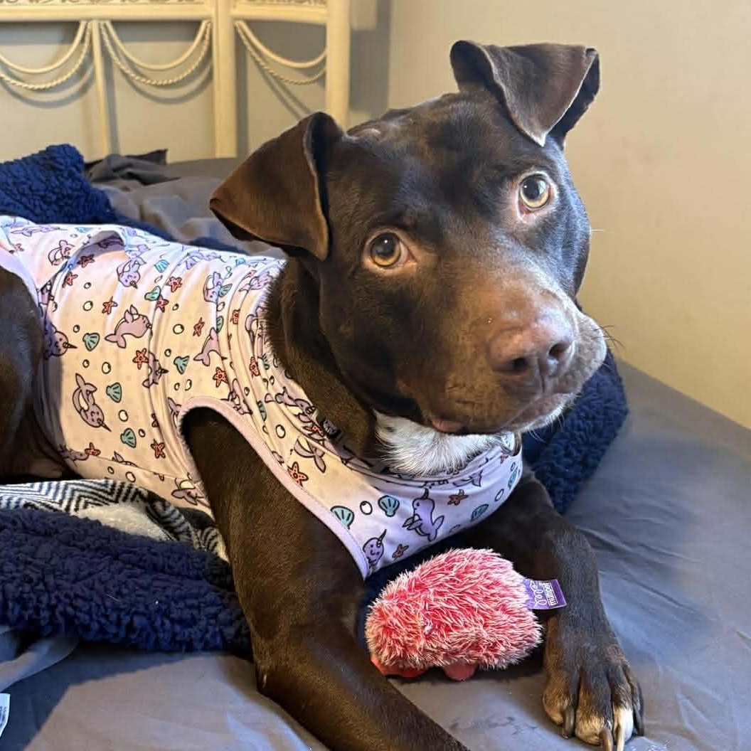 Brandy-fostered in North Carolina — thumbnail 5